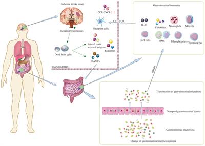 The gastrointestinal-brain-microbiota axis: a promising therapeutic target for ischemic stroke